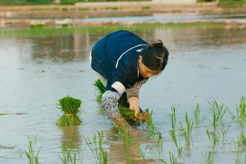 From Royal Purple to Worker's Blue: The Plant That Colored America's Uniform